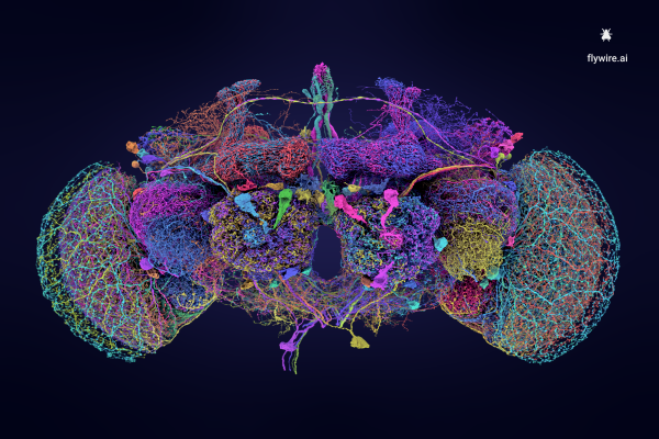 The 50 largest neurons of the adult fruit fly brain connectome.