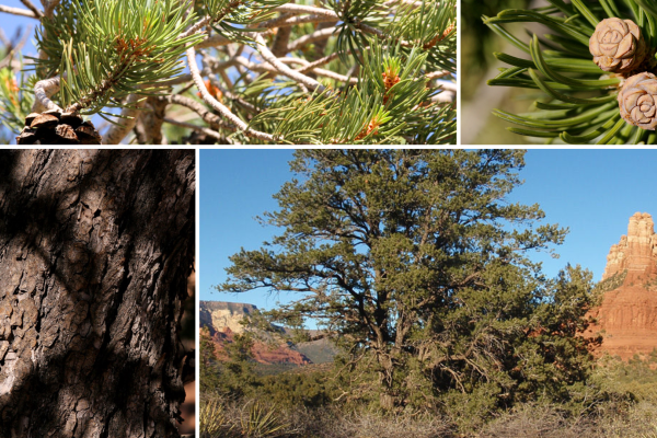 A collage of images of parts of the pinyon pine (pinus edulis). From top to bottom and left to right, the images show needles, cones, bark and a whole tree.