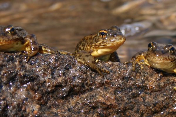 Three Sierra Nevada yellow-legged frogs bask in the sun.