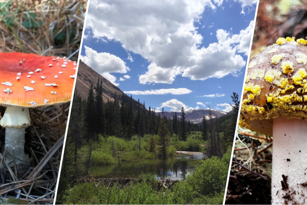 A collage of three images with a mushroom, a mountain stream surrounded by pine trees, and another mushroom appearing in that order from left to right.