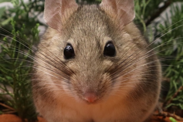 Desert woodrat sitting in some brush