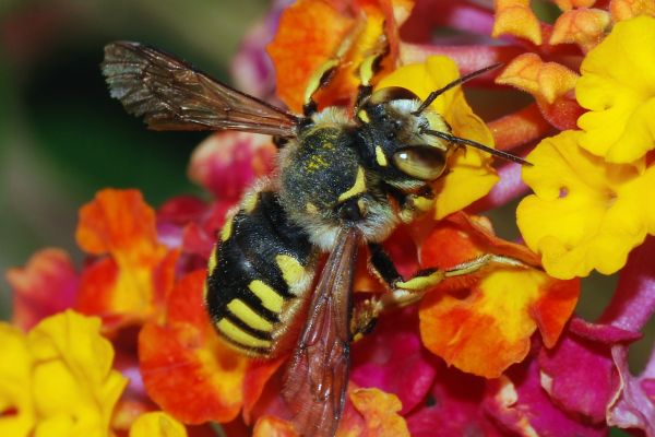 Solitary bee (Anthidium florentinum), feeding on a Lantana camara flower.