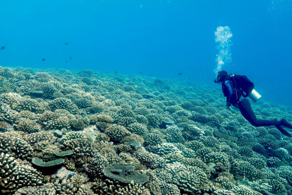 an diver within the ocean with coral reef surrounding them
