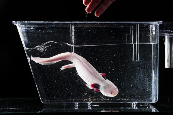 A pink axolotol swims in a water-filled tank. A human hand can be seen just above the tank.