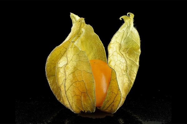 The groundcherry, sometimes called the Cape gooseberry, is a little-known relative of the tomato.