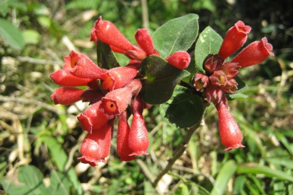 Knock-your-eyes-out red: A flowering plant native to Mexico called early jessamine or red cestrum.
