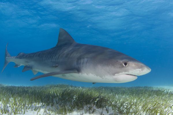 A tiger shark above seagrass. Scientists have found a surprising link between the two.