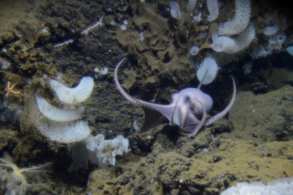 An octopus in the genus Muusoctopus travels along a section of the Dorado Outcrop.