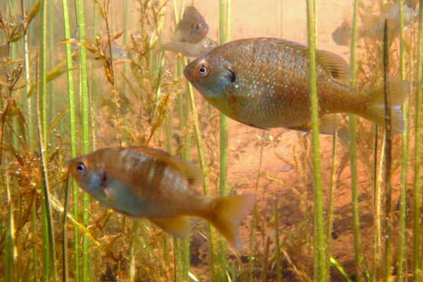 Bluegill in Wisconsin's Sparkling Lake show astonishing variability in numbers from year to year.