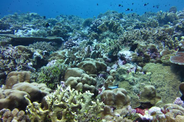 coral reef community