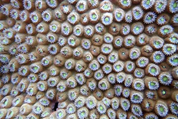 Close-up photo of a reef in the U.S. Virgin Islands. The coral's open polyps mean that it's feeding.