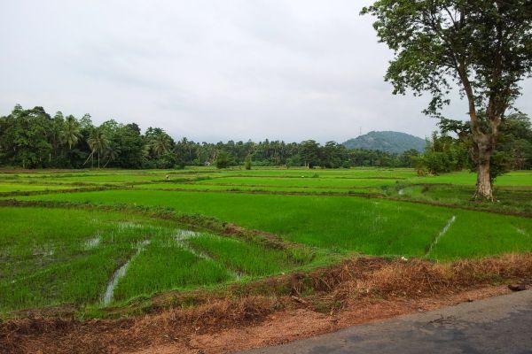 Rice farmers and others in Sri Lanka are contracting a kidney disease known as CKDu.
