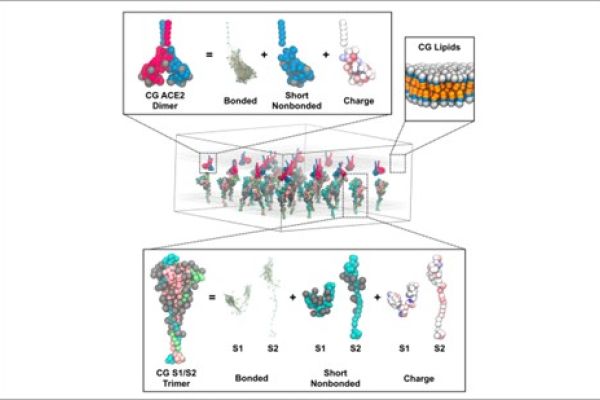 Supercomputer model of lung receptor cells