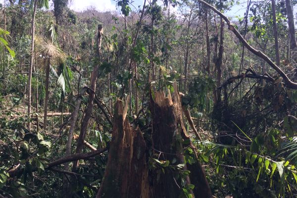 broken trees and fallen down trees caused by hurricanes
